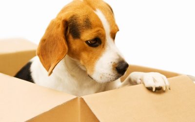 Tips on Moving Home with Pets